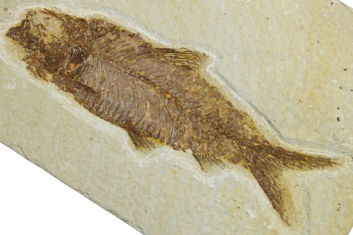 Detailed Fossil Fish (Knightia) - Wyoming #318497